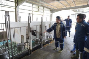 Ketua Komisi IV Siti Hediati Hariyadi saat mengunjungi peternakan PT Greenfields Indonesia di Kabupaten Malang, Jawa Timur, Kamis (11/12/2025). /DPR-Aurel