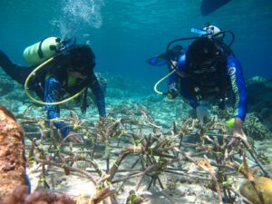Balai Taman Nasional Bunaken melaksanakan kegiatan transplantasi karang bersama masyarakat di wilayah bagian Utara yaitu Pulau Manado Tua dan Pesisir Tiwoho Wori. /TN Bunaken