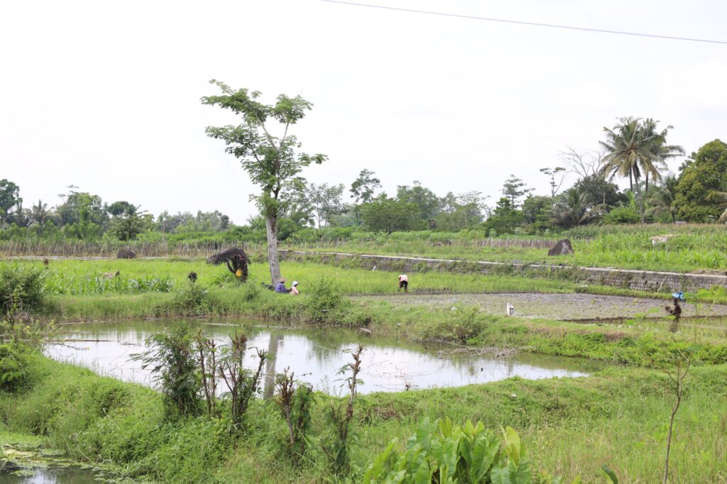 Area persawahan di Desa Soso, Kabupaten Blitar. /BPN