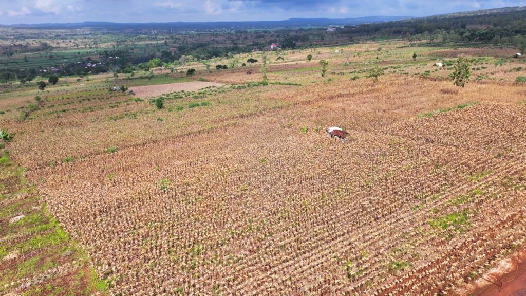 Lahan pertanian di Kabupaten Tuban, Jawa Timur. Prabowo menegaskan ketahanan pangan dan pendidikan menjadi prioritas utama menjaga kedaulatan serta kesejahteraan rakyat. /BPMI Setpres