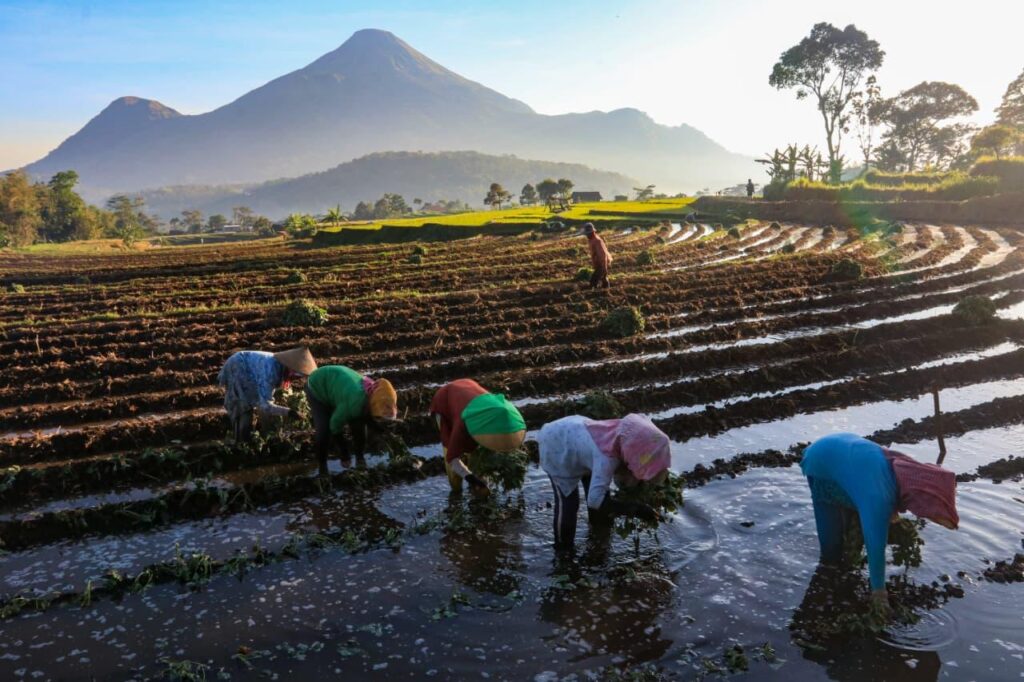 BRI memperkuat pembiayaan berkelanjutan melalui kredit UMKM dan sektor hijau demi mendukung ekonomi inklusif nasional. /BRI