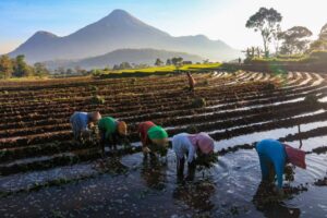 BRI memperkuat pembiayaan berkelanjutan melalui kredit UMKM dan sektor hijau demi mendukung ekonomi inklusif nasional. /BRI