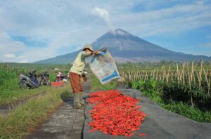 Petani sedang memanen cabai. BRI mempercepat penyaluran KUR guna memperkuat UMKM, pertanian, ketahanan pangan, dan ekonomi nasional berkelanjutan. /BRI